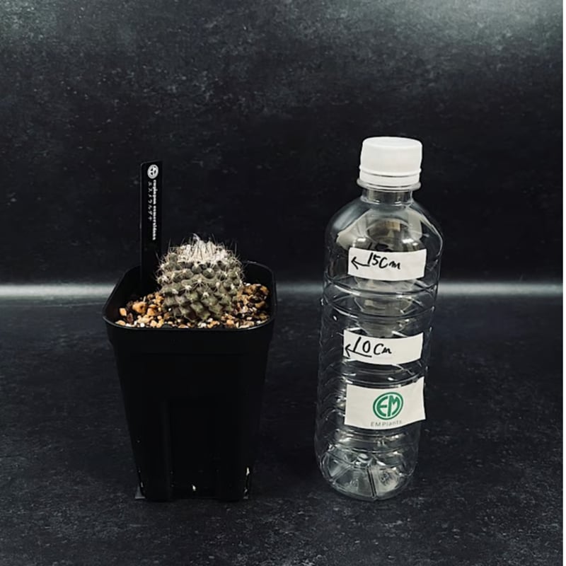 コピアポア エスメラルダナ 実生「copiapoa esmeraldana」CT34-1