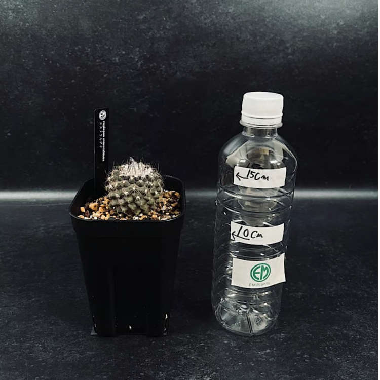 コピアポア　エスメラルダナ 4頭 Copiapoa Esmeralda 抜き苗 コピアポア エスメラルダナ 4頭 Copiapoa Esmeralda 抜き苗