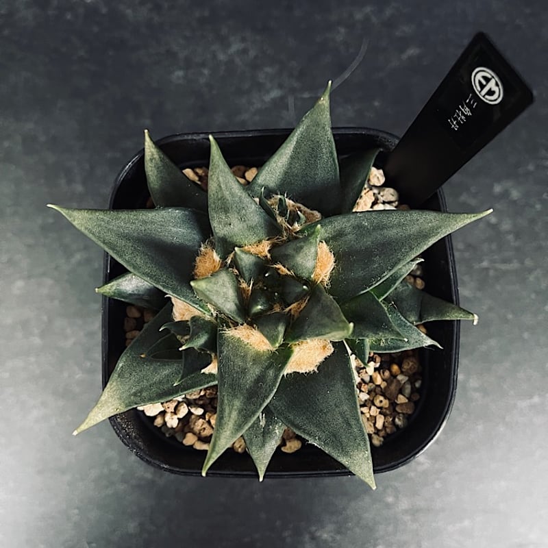 アリオカルプス「三角牡丹」実生 アリオカルプス 三角牡丹 4頭 実生 「Ariocarpus trigonus