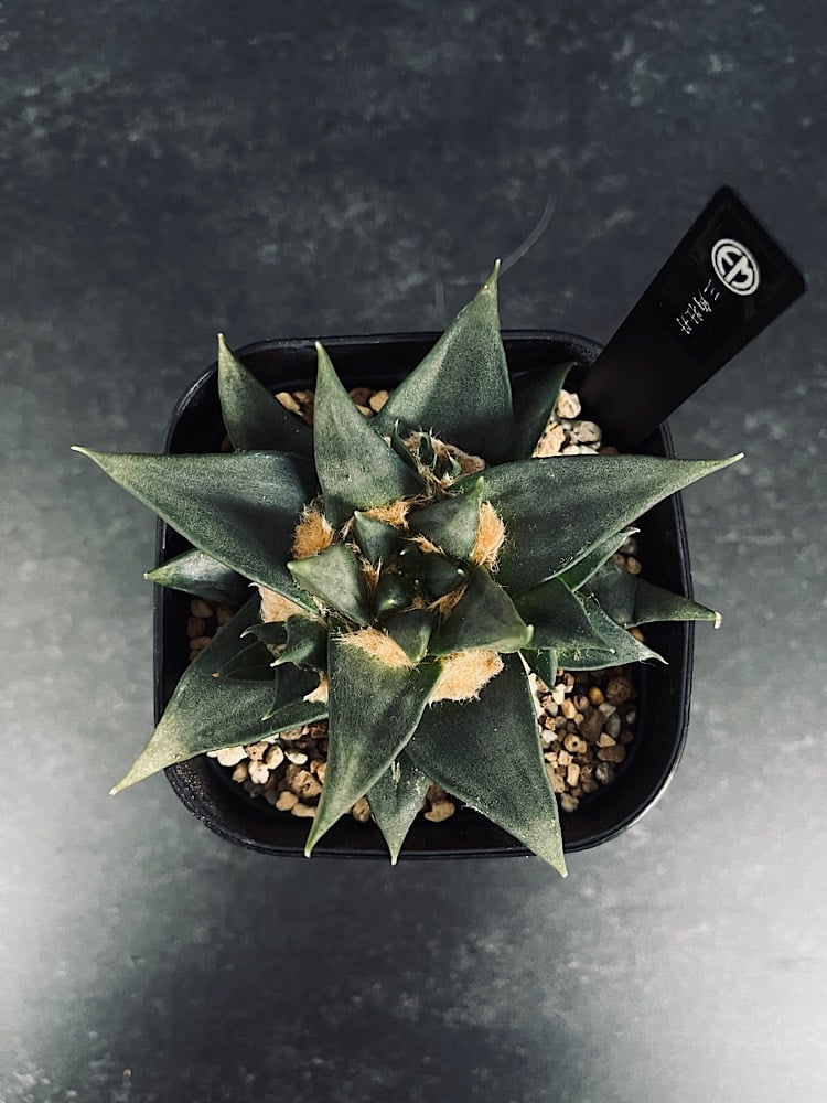 三角牡丹20本 実生