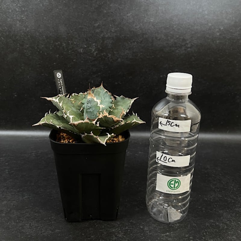 アガベ チタノタ 鬼雨 AG575-2 | EM Plants Online Store