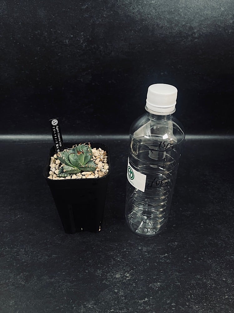 アガベ チタノタ 魔丸 '陽炎' 選抜個体 「Agave titanota imps」AG30