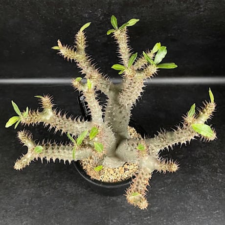 パキポディウム マカイエンセ 現地球 「Pachypodium makayense」