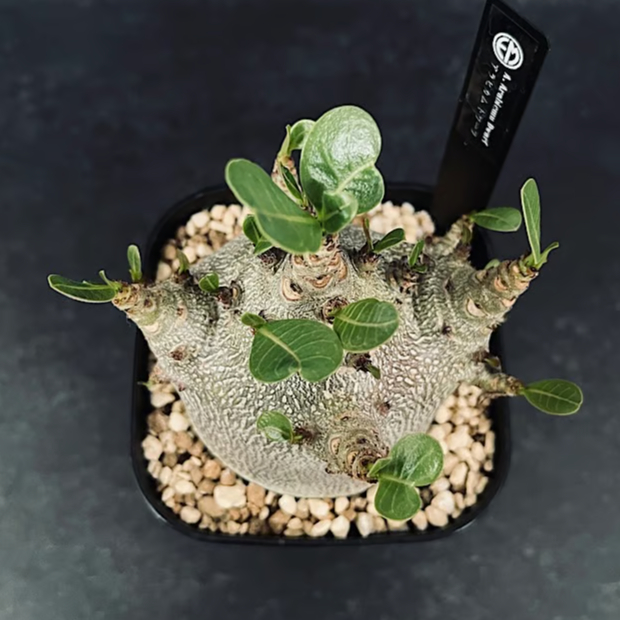 アデニウム アラビカム ドワーフ 選抜個体 「Adenium Arabicum dwarf」A