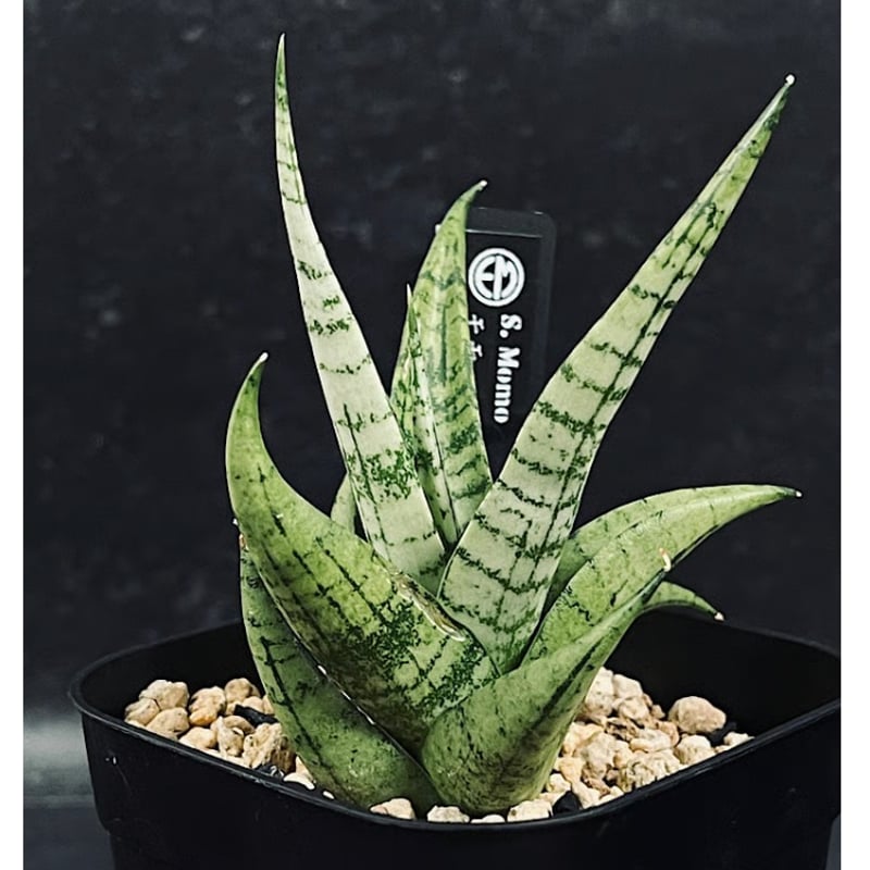 EMP サンセベリア MOMO モモ / SA347 サンセベリア モモ 「Sansevieria Momo」 SA346 | EM Plants