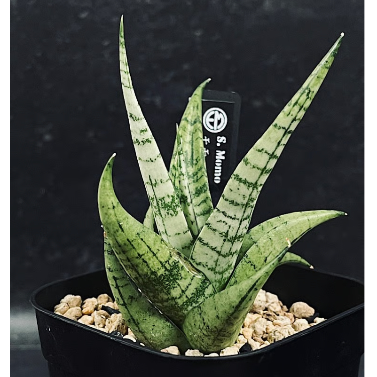 サンセベリア モモ 「Sansevieria Momo」 SA346 | EM Plants