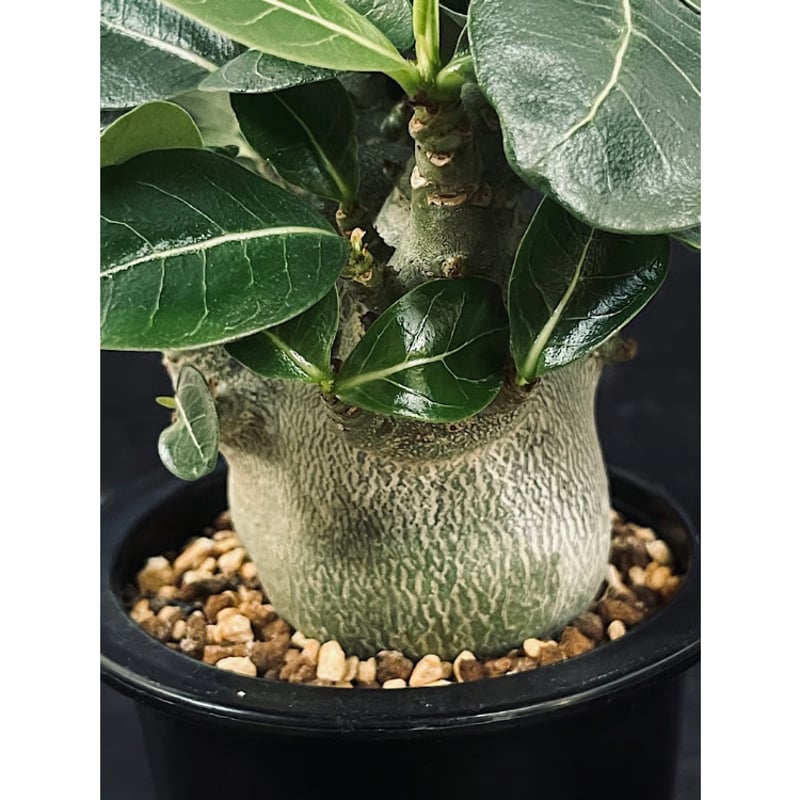 アデニウム アラビカム ドワーフ 選抜個体 「Adenium Arabicum
