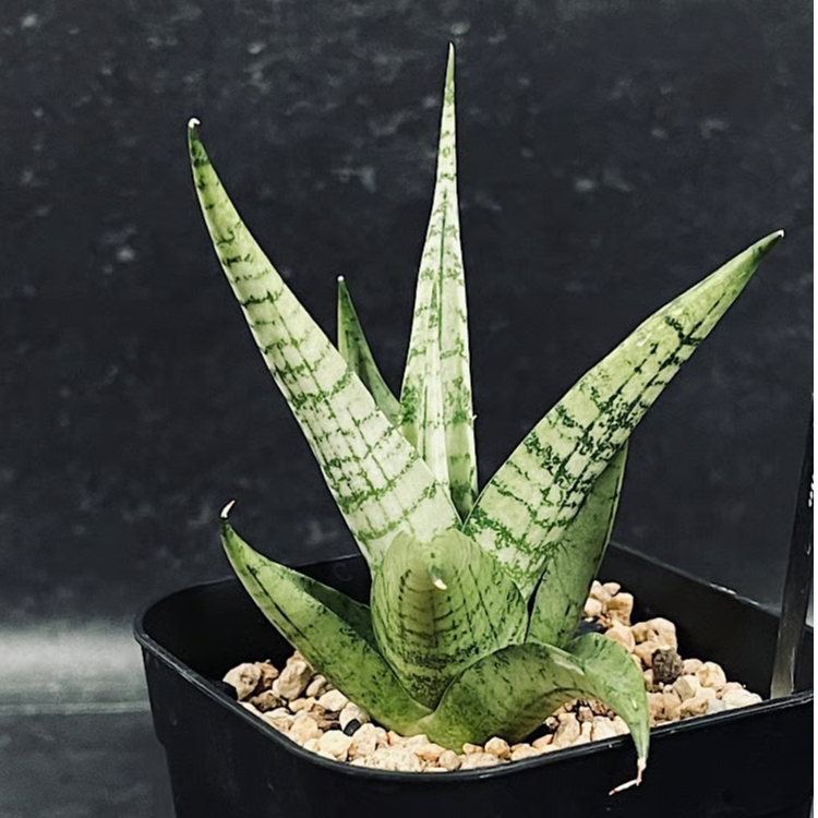 サンセベリア モモ 「Sansevieria Momo」 SA346 | EM Plants