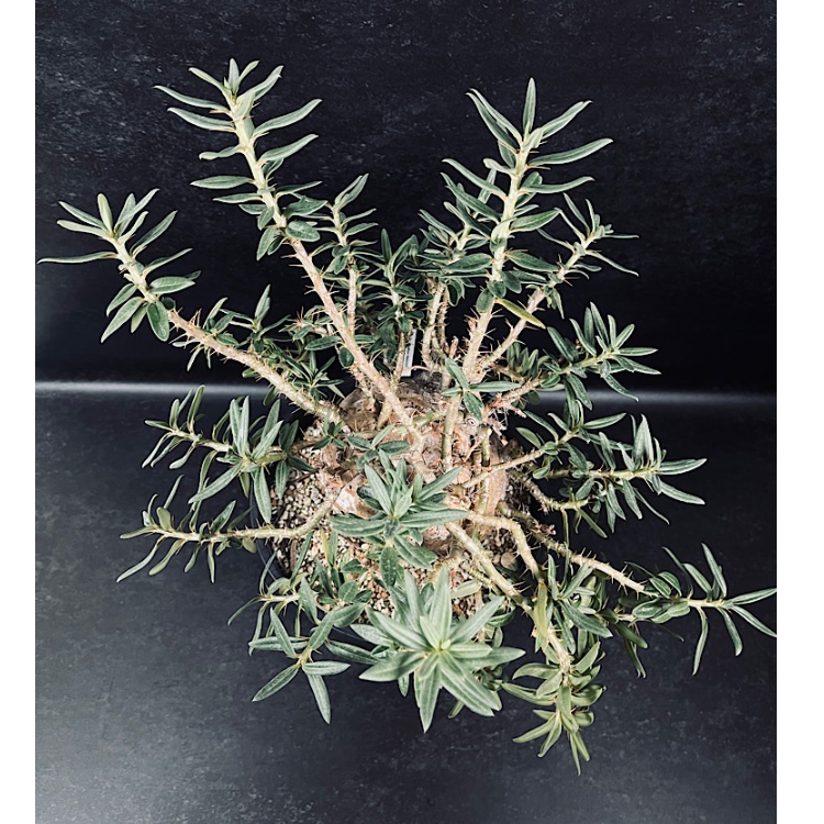 パキポディウム ビスピノーサム 現地球「Pachypodium bispinosum