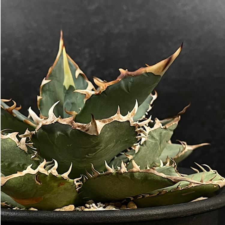 アガベ チタノタ 覇王竜 大株「Agave titanota 'Haouryu'」AG24-2