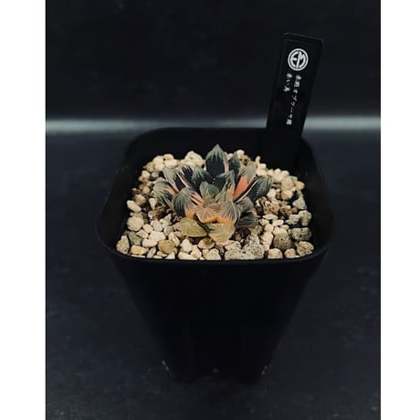 CATEGORY 軟葉 | EM Plants Online Store