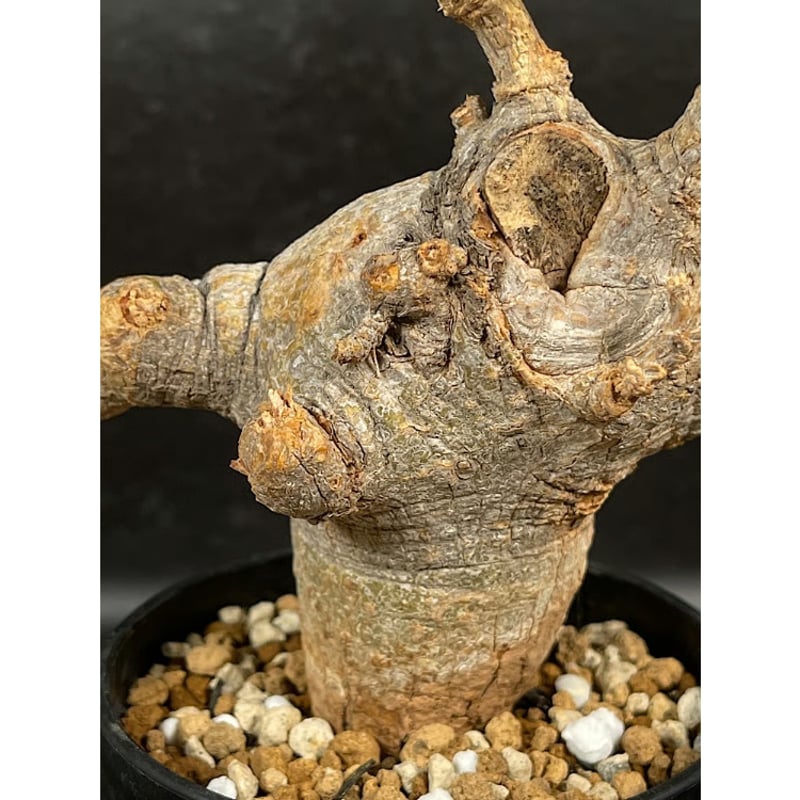 コミフォラ ドレイク ブロックマニー 「Commiphora drakebrockmanii」