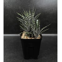 ハオルチア 赤斑オブツーサ 赤い鳥 HA305 | EM Plants Online Store