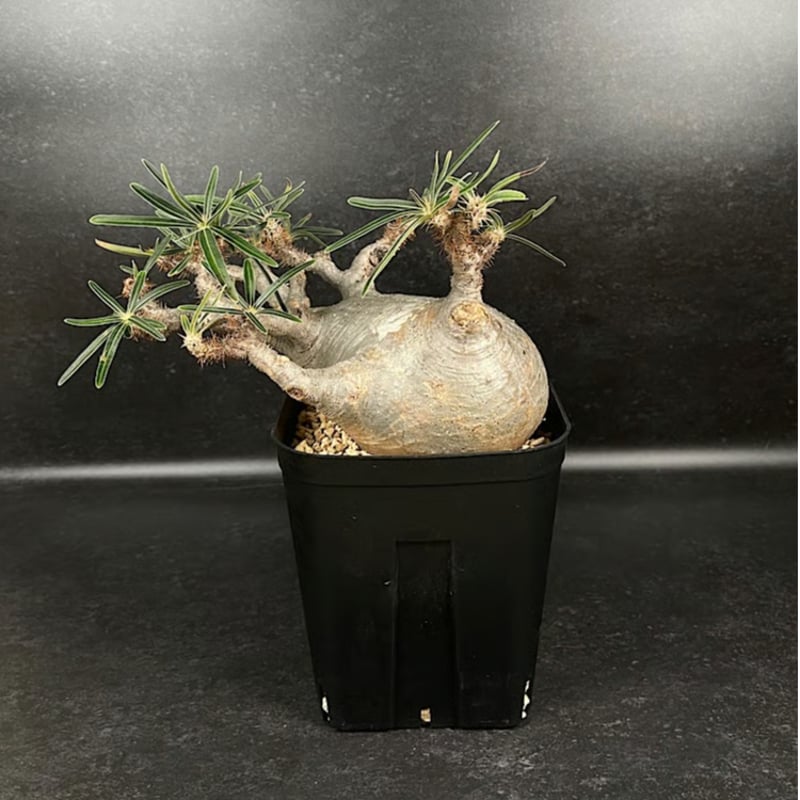 美形3頭 パキポディウム・グラキリス 現地球 美形3頭 パキポディウム・グラキリス 現地球 美形3頭 パキポディウム