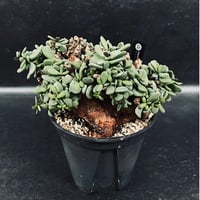 アデニウム スワジクム 「Adenium swazicum」 AD16-3 | EM Plan