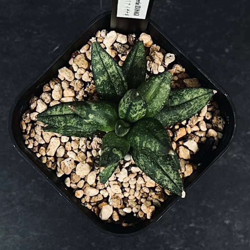 EMP サンセベリア Yard Pi Rune / SA389 EMP サンセベリア Yard Pi Rune / SA389 EMP サンセベリア Yard Pi