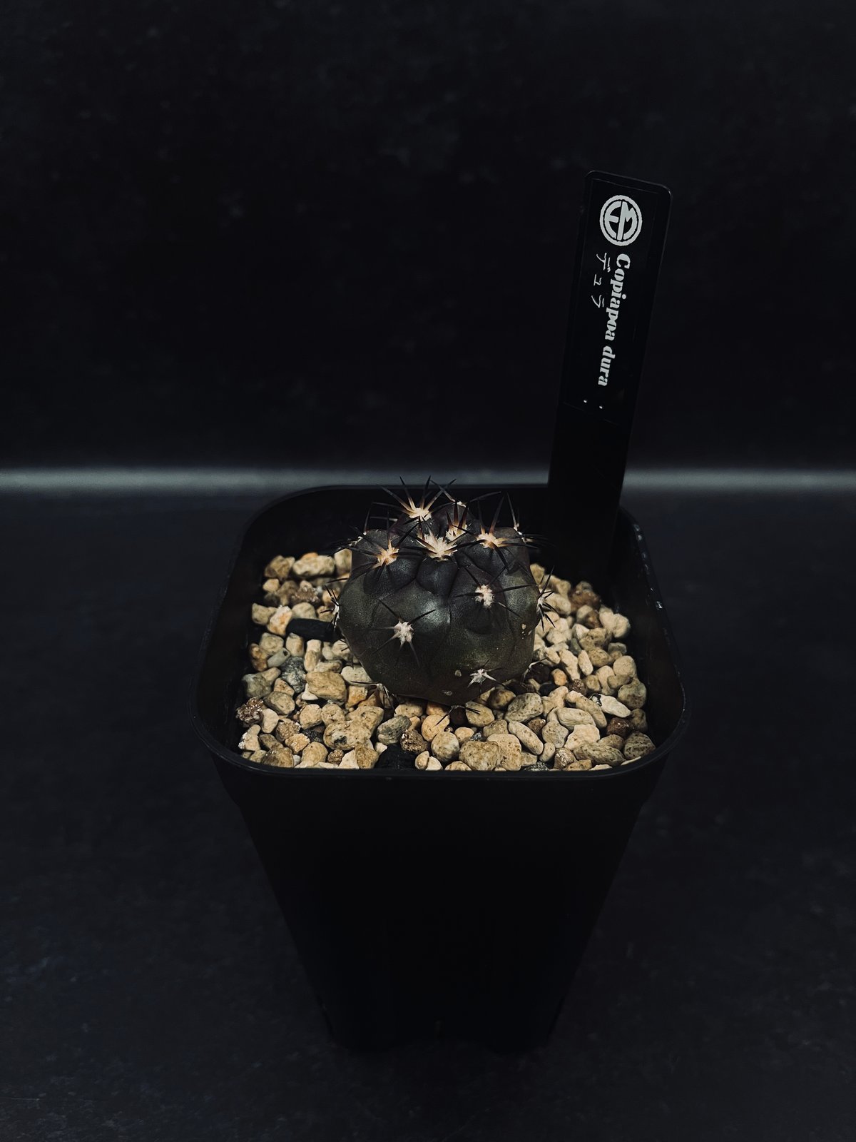 コピアポア デュラ 実生 「Copiapoa dura」CT38 | EM Plants On