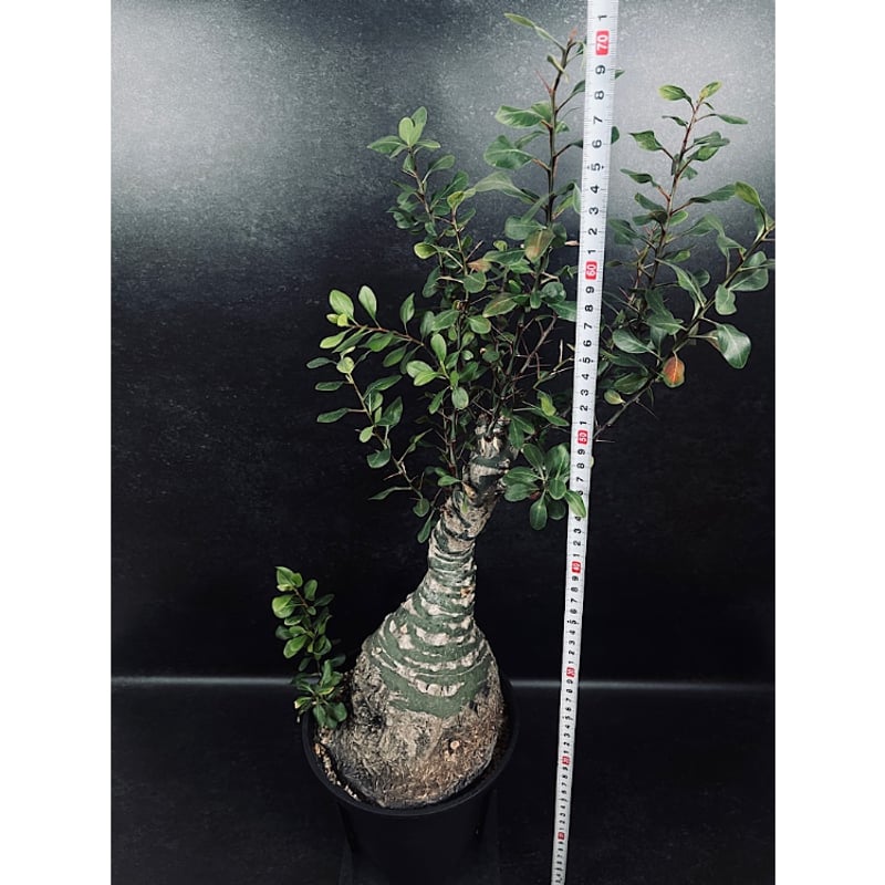 フォークイエリア ファシクラータ「Fouquieria fasciculata」Wo11-5