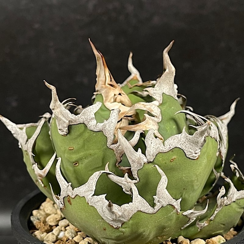 アガベ チタノタ スーパーシーザー + 3Dプリンタ鉢 「Agave titanota