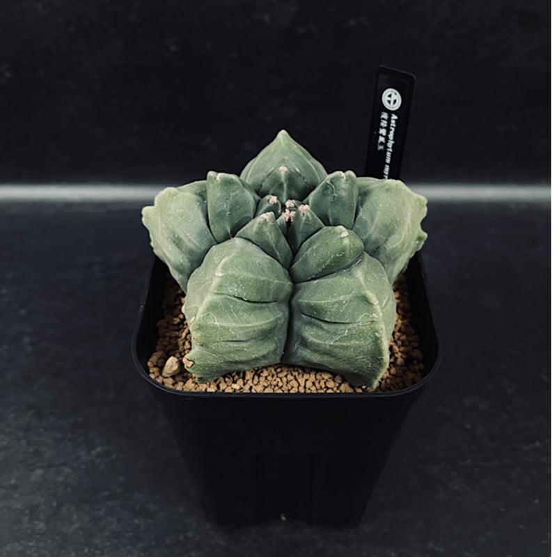 アストロフィツム 亀甲碧瑠璃鸞鳳玉 CT122-1 | EM Plants Online