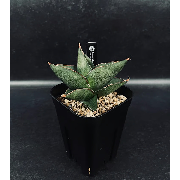 サンセベリア オペラハウス「Sansevieria Opera House」SA306 | E