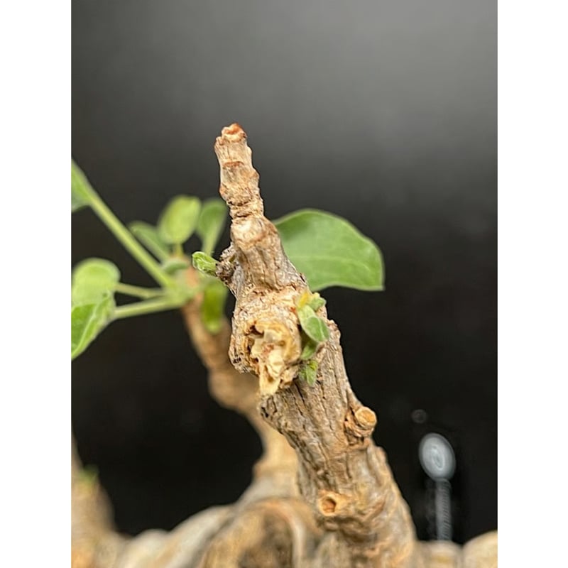 コミフォラ ドレイク ブロックマニー 「Commiphora drakebrockmanii」