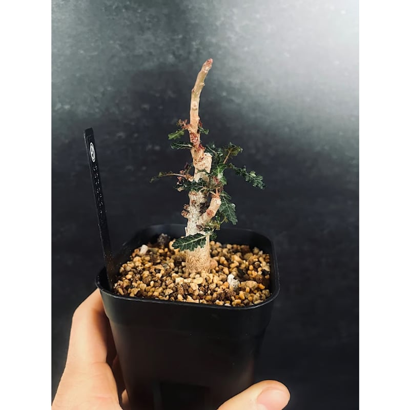 ボスウェリア ソコトラ×ナナ 実生「Boswellia socotrana×Nana」3