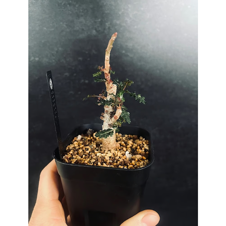 ボスウェリア　ソコトラナ　実生　希少種 ボスウェリア ソコトラナ 実生 希少種 ボスウェリア ソコトラナ