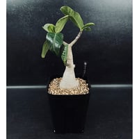 EMP サンセベリア ニアパット ドワーフ / 小型種 SA430 サンセベリア ニラパット(ドワーフ) 「Sansevieria Nilaphat (by Un