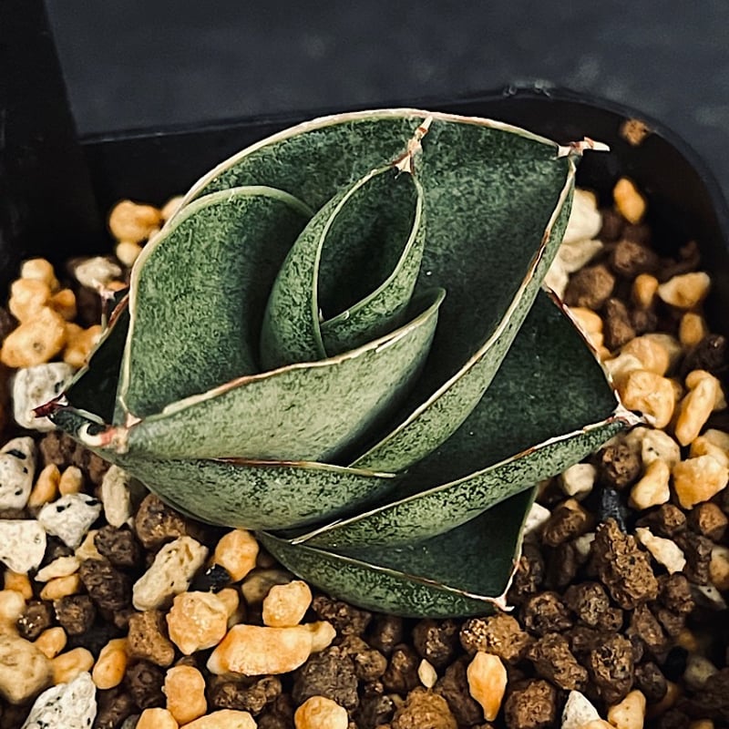サンセベリア サン ディー 「Sansevieria San Dee」SA320 | EM P