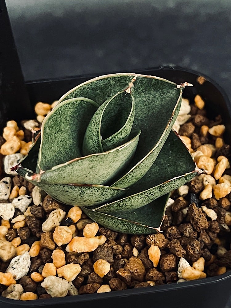サンセベリア サン ディー 「Sansevieria San Dee」SA320 | EM P