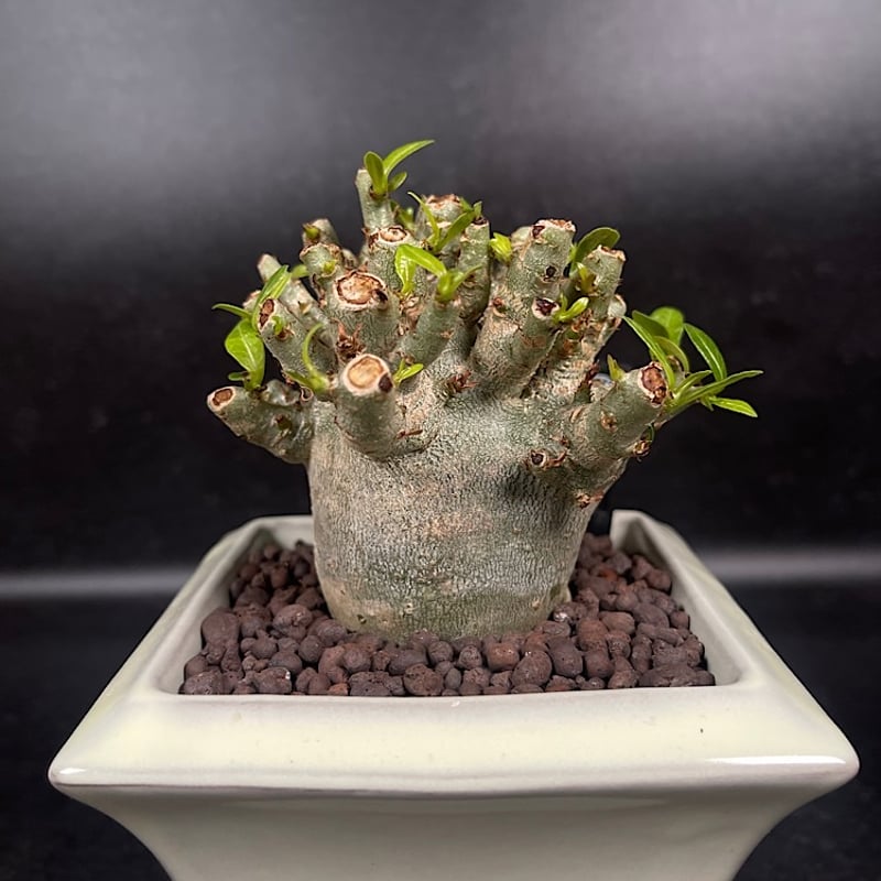 アデニウム アラビカム ドワーフ + 萬古焼 植木鉢 「Adenium arabicum