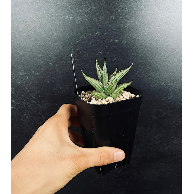 サンセベリア ダズル レイ 「Sansevieria Dazzle Ray」 SA387 |