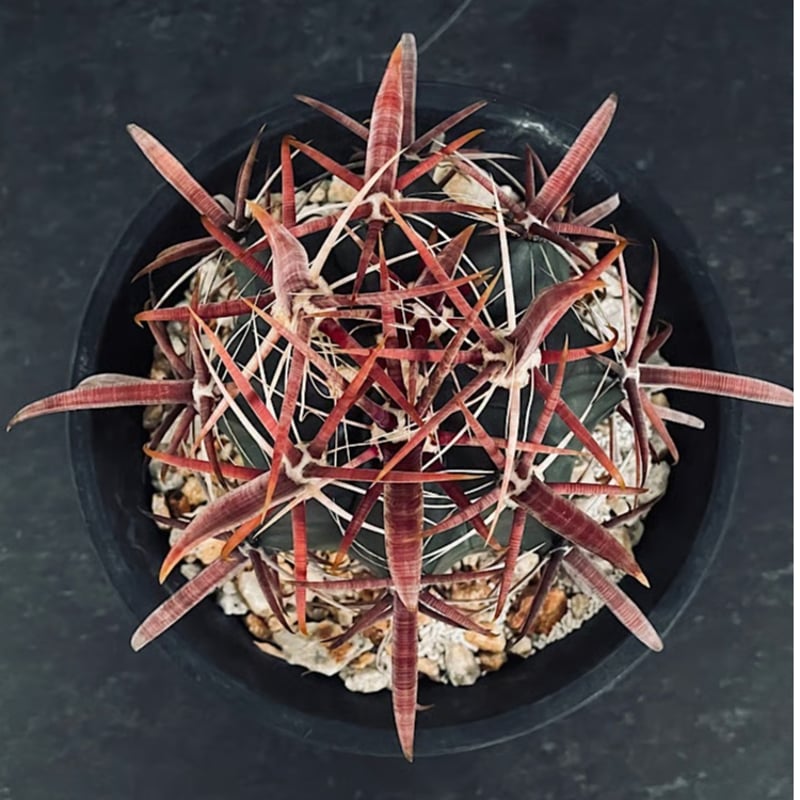 フェロカクタス 神仙玉 南方形 実生 「Ferocactus gracilis subsp.