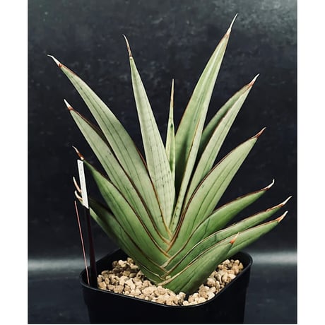 CATEGORY サンセベリア | EM Plants Online Store