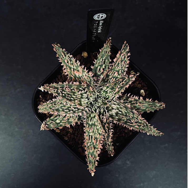 アロエ ハイブリッド 「Aloe Thai hybrid 」AL62-1 | EM Plant