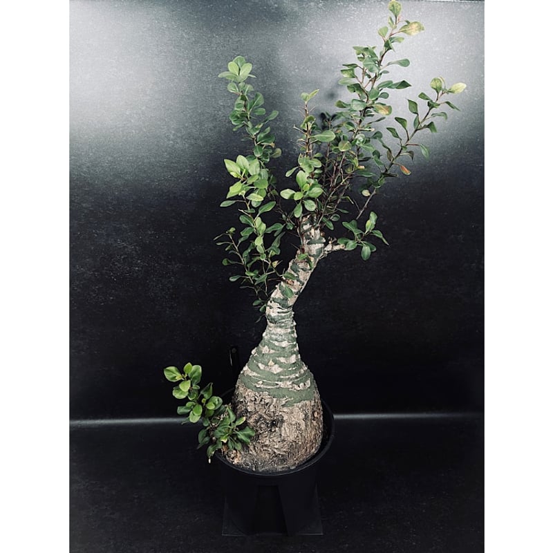 フォークイエリア ファシクラータ Fouquieria fasciculata フォークイエリア ファシクラータ「Fouquieria fasciculata」Wo11-5