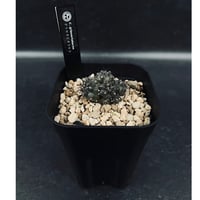 サンセベリア サン ディー 「Sansevieria San Dee」SA320 | EM P