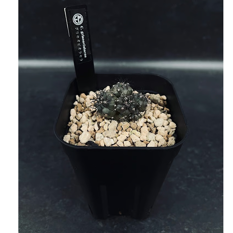 コピアポア グリセオビオラセラ 実生 群生 「Copiapoa griseoviolacea」