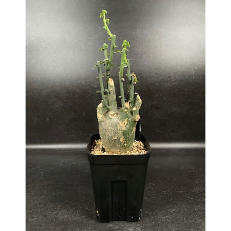 アデニア プセウドグロボーサ 現地球 「Adenia pseudoglobosa」