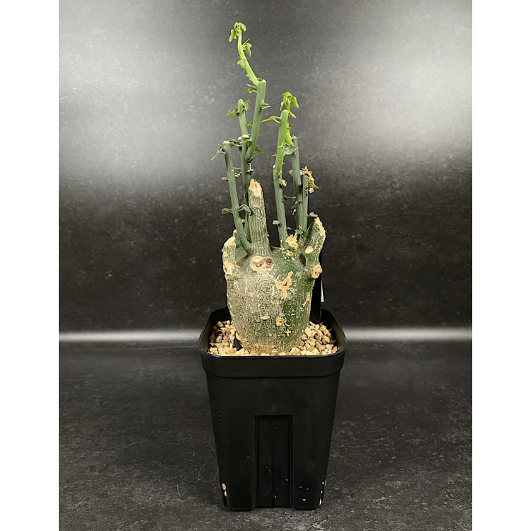 アデニア プセウドグロボーサ Adenia pseudoglobosa 現地球 アデニア プセウドグロボーサ 現地球 Adenia pseudoglobosa アデニア