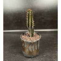 ユーフォルビア 墨キリン + 萬古焼 植木鉢 「Euphorbia canariensis 」
