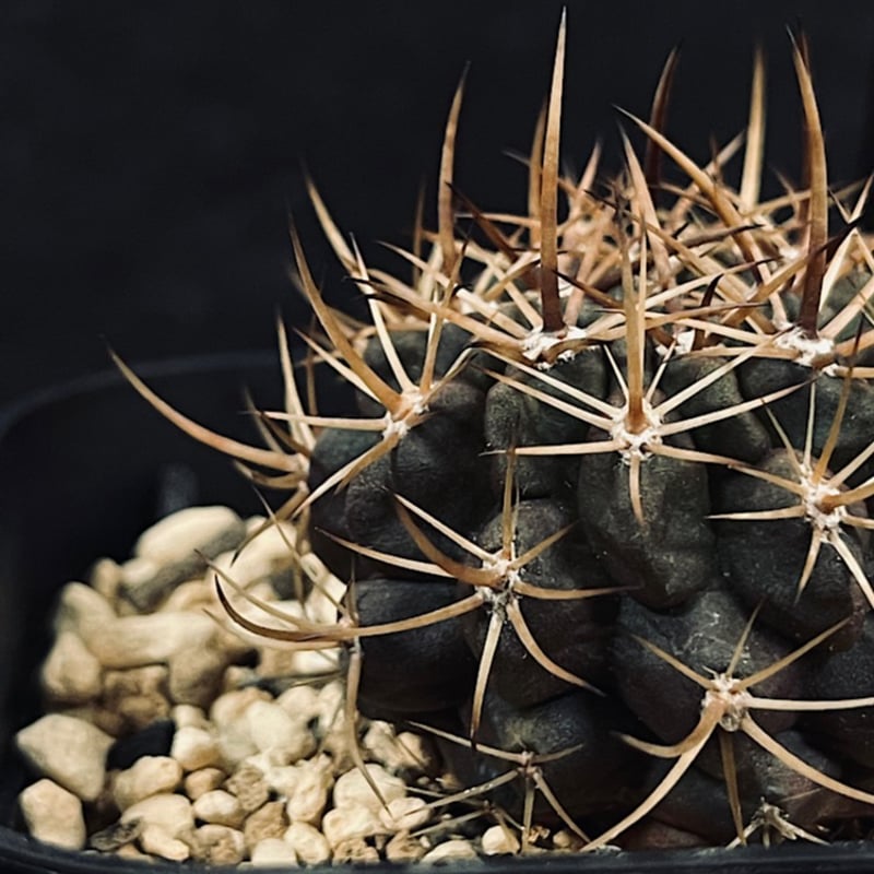 ピロカクタスsp. クエステラス カルダス「Pyrrhocactus sp. cuestela