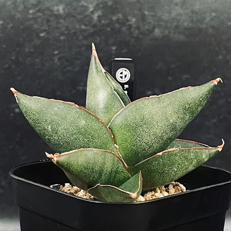 サンセベリア オペラハウス「Sansevieria Opera House」SA306 | E