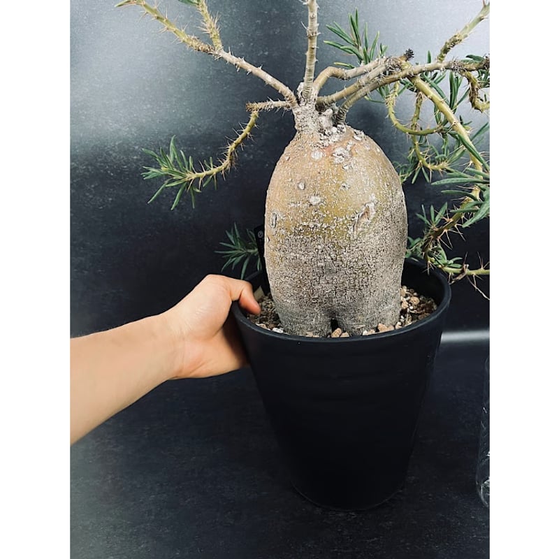 パキポディウム サキュレンタム 特大「Pachypodium succulentum」Pa81