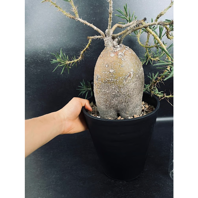 パキポディウム サキュレンタム 特大 現地球 「Pachypodium succulentum