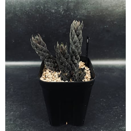 CATEGORY 硬葉 | EM Plants Online Store