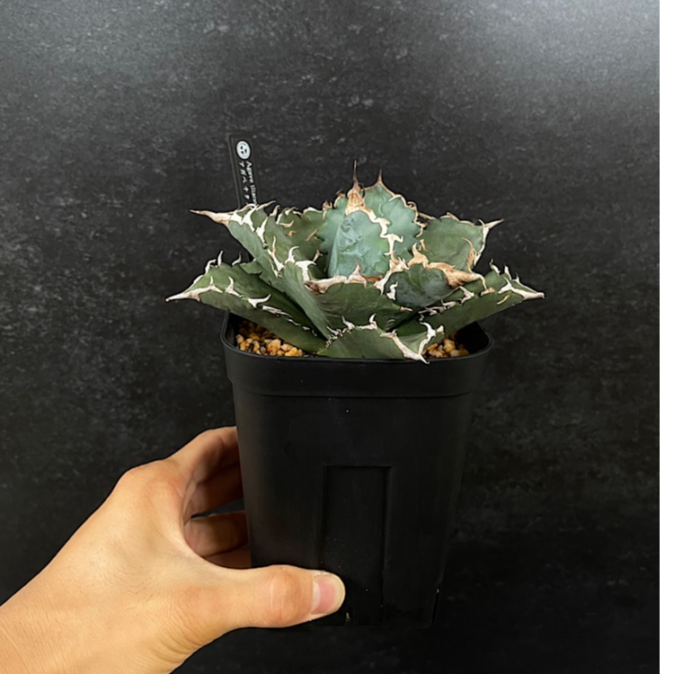 アガベ 雨鬼 大株 1600フォロー感謝