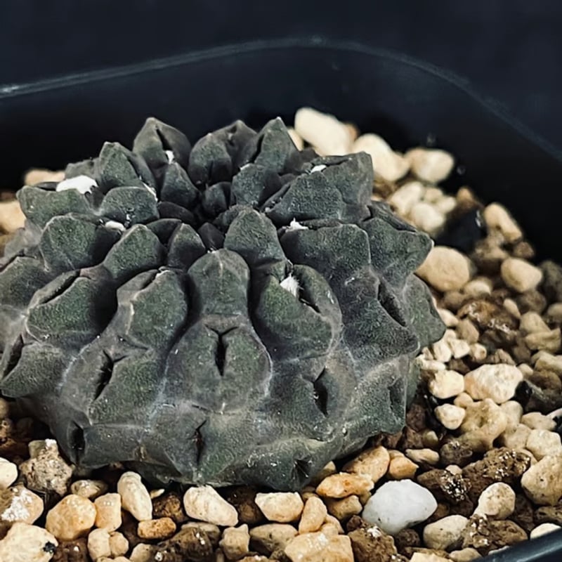 エリオシケ　オクルタ エリオシケ オクルタ 無棘 実生「Eriosyce occulta」CT175-1 | EM