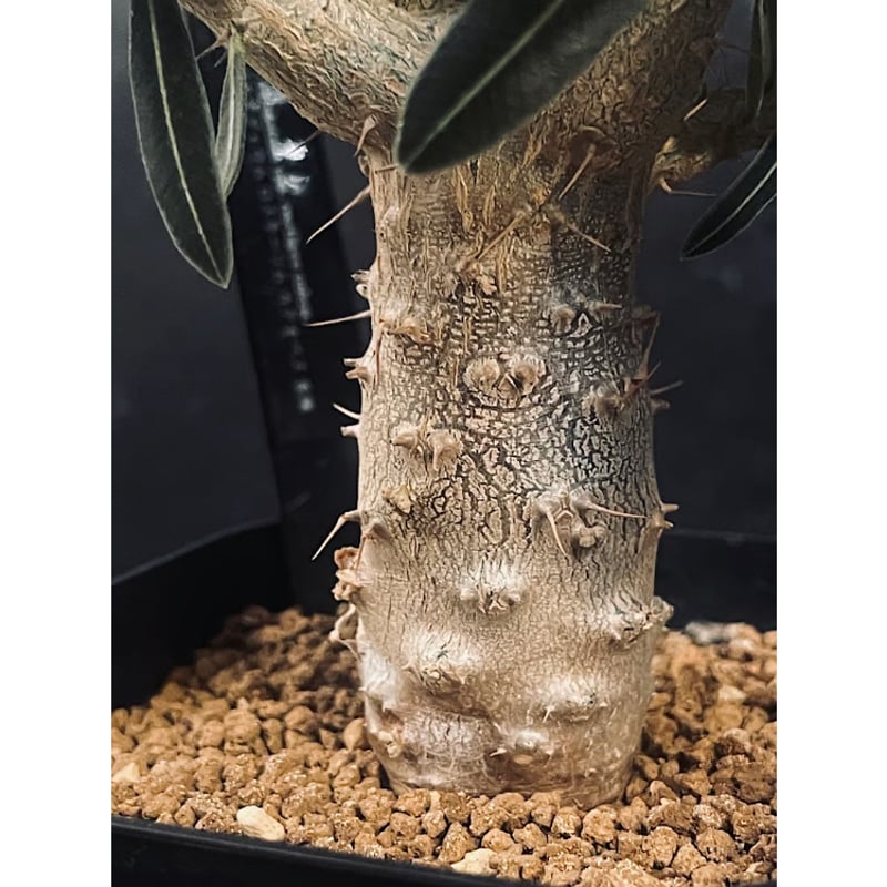 パキポディウム ロスラーツム カクチぺス 亜種 実生「Pachypodium